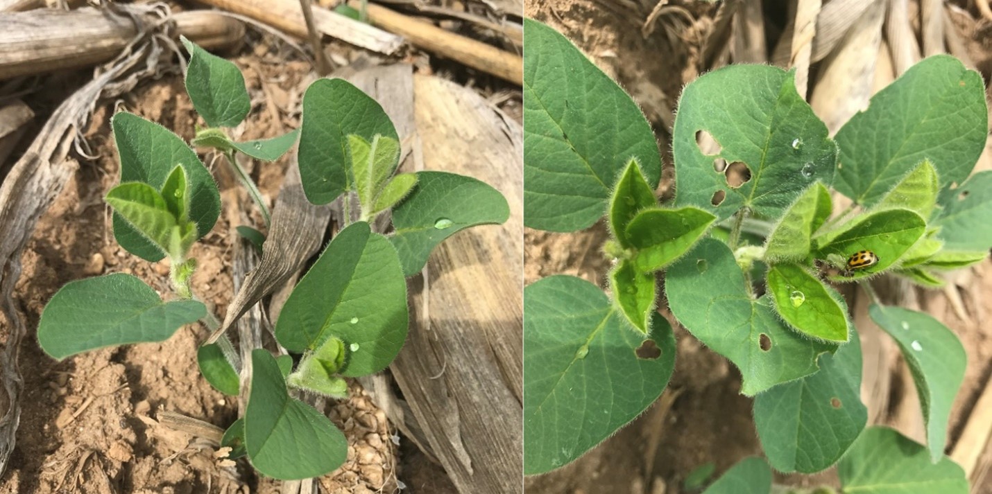 Soybean nearing V1 